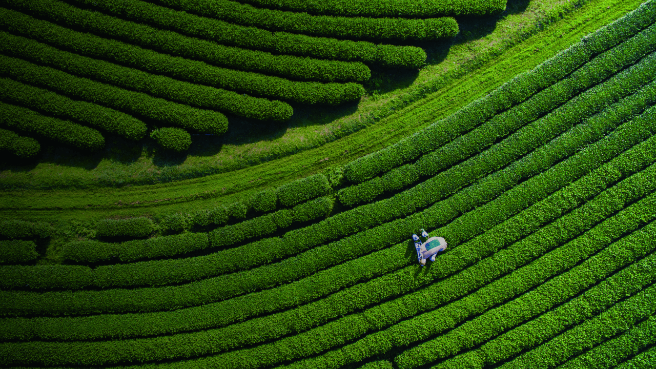 An abstract background showcasing the rich texture of fern leaves, set against the lush greenery of a field.