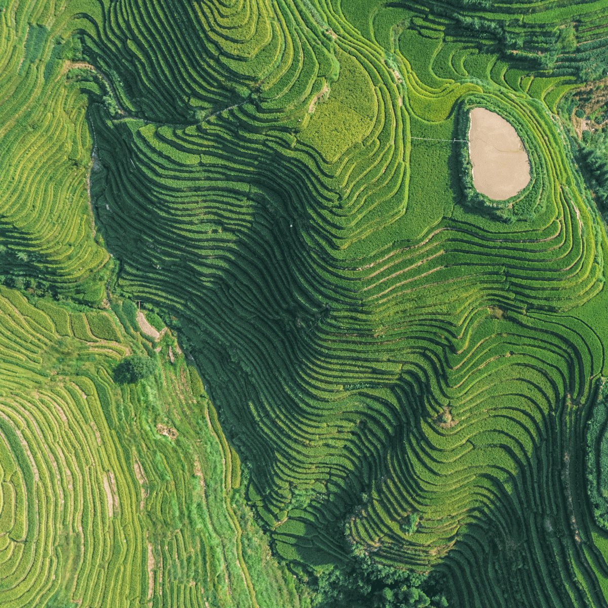 Cette conception d'art abstrait présente un motif de feuilles de fougère vertes vibrantes, mélangeant des éléments de nature et de fond de plantes.