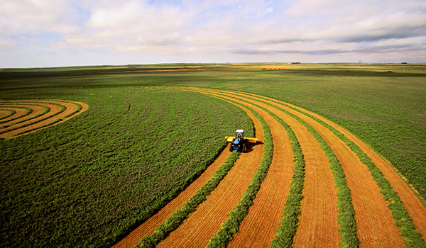 En explorant le paysage rural, nous découvrons un vaste champ verdoyant dédié à l'agriculture, incarnant l'essence de la campagne.